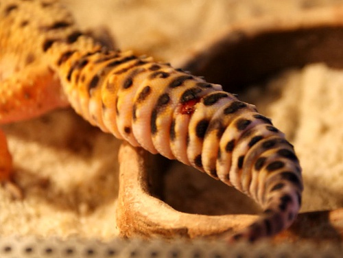 Skaleczenie na ogonie gekona (fot. "Worms")